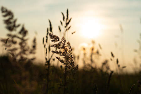 Idyllic scene of herbs silhuette over dramatic sunset