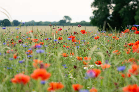 Meadow of colorful summer flowers and read heads of poppiesの写真素材
