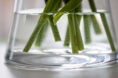 Closeup of a vase with flowers' bottom parts in waterの写真素材