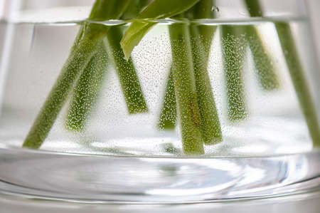 Closeup of a vase with flowers' bottom parts in waterの写真素材
