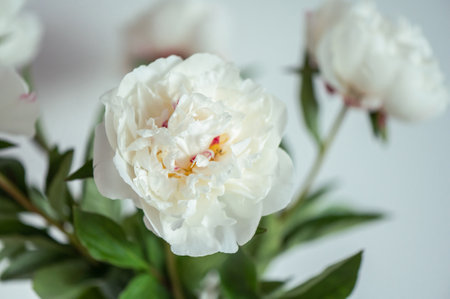 Closeup photo of white fluffy peonies on white backgroundの写真素材