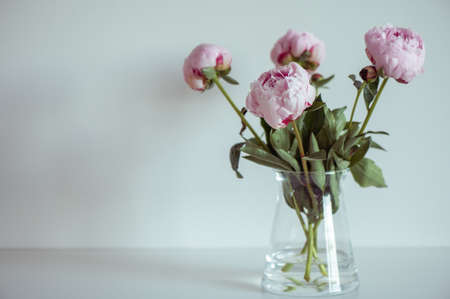 Beautiful pastel pink peonies in vase in white minimalistic interiorの写真素材