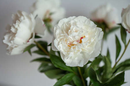 Closeup photo of white fluffy peonies on white backgroundの写真素材