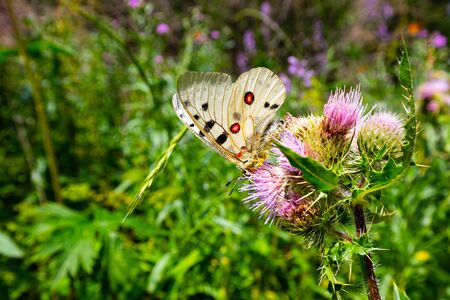 Butterfly on the flowers. Mountain plants. Blooming thistle. Spring in the mountains. Summer in the mountains.の写真素材