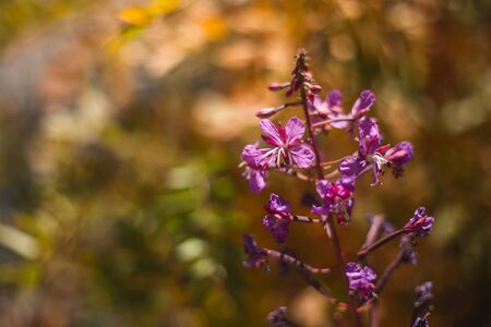 Alpine blooming sally in the natural environment under the bright sun.の写真素材