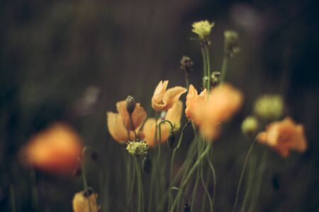 Alpine poppy in the natural environment. Closeup of yellow wild poppies. Alpine flowers.の写真素材