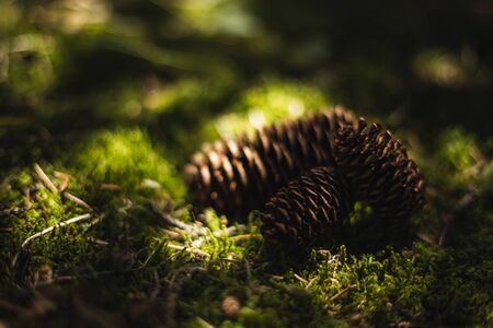 Brown spruce cones on green moss with blurry background. Sun rays breaking through branches.の写真素材