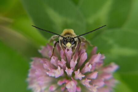 A small fluffy bumblebee sits on a pink blooming clover.