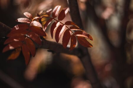 Abstract background with blurry leaves of a drying autumn tree