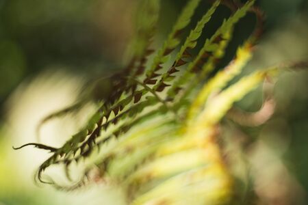 Abstract background with peeping leaves of a drying fernの写真素材