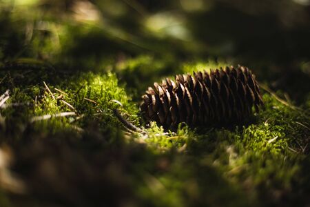 Brown spruce cones on green moss with blurry background. Sun rays breaking through branches.の写真素材