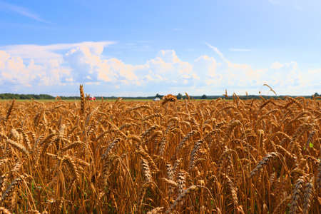 Background Sunset over a field of wheat, large ears of wheat ripe in summer in the village