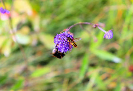 Bumblebee and butterfly collect nectar on blue flower, end of summer