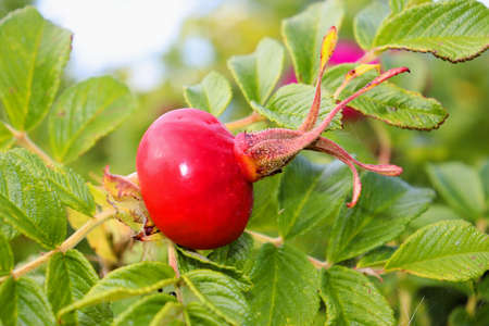 Rosehip blooms red fruits and pink flowers, late summer