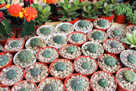 Flower bazaar in asia, thailand, colorful pastel backgroundの写真素材