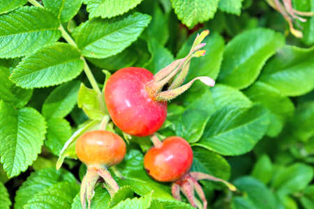 Rosehip blooms red fruits and pink flowers, late summerの写真素材