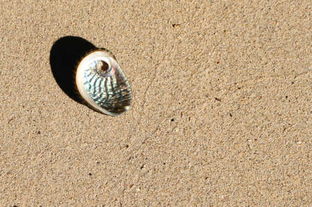 Travel to Thailand, seashell in the sand, tropical paradiseの写真素材