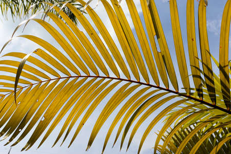Palm leaves against the sky in asia, thailand, blue-green pastel background