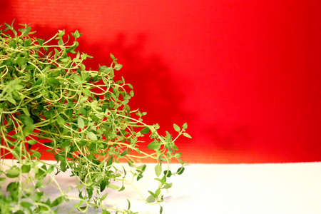 view of the green branches and leaves of thyme lie on a light backgroundの写真素材