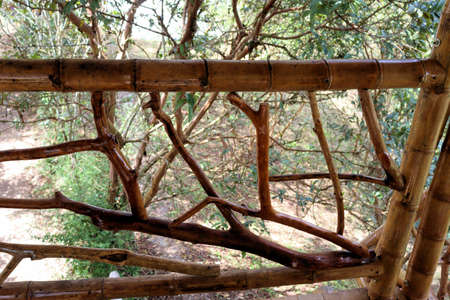 Bamboo house, eco tree, natural wood pattern, texture, art tree in Latin Americaの写真素材