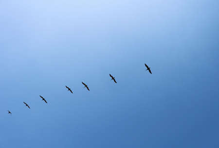Birds fly across the blue sky, in the atmosphereの写真素材