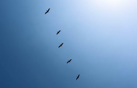 Birds fly across the blue sky, in the atmosphereの写真素材