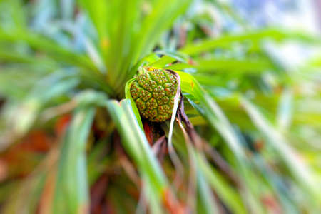 Large leaves of rainforest plants, leafy background in botanical park
