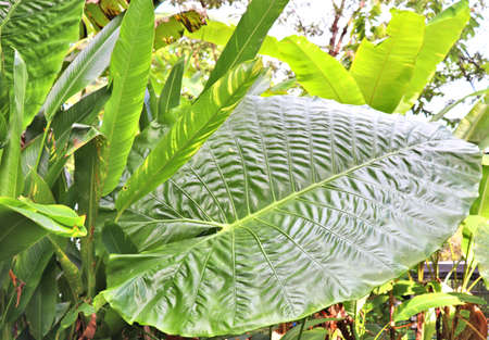 Large leaves of rainforest plants, leafy background in botanical parkの写真素材