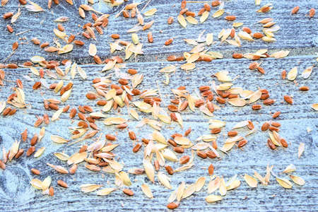 New crop of wheat and rye, food securityの写真素材