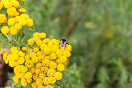 Yellow meadow flowers on a field in autumn, still life background