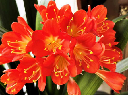 Flowers in the garden, lilies, beautiful bloom