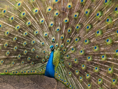 beautiful peacock with outstretched feathers in a botanical garden in Madeiraの写真素材