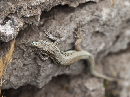 view of lizards on a rock の写真素材