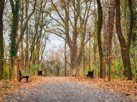 Autumn in the parkの写真素材