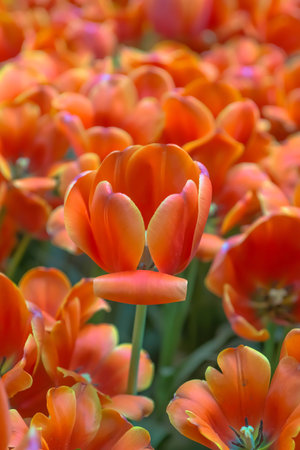 scarlet flowerの写真素材