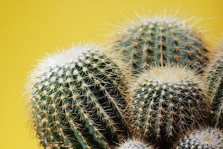 cactus plantの写真素材
