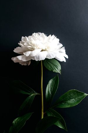 A white peony with green leaves lies on a black surface.の写真素材