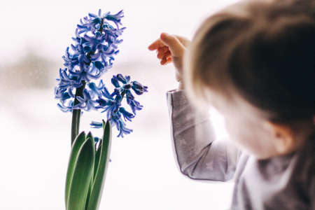 A little girl next to a blue flower, waiting for the arrival of spring.の写真素材