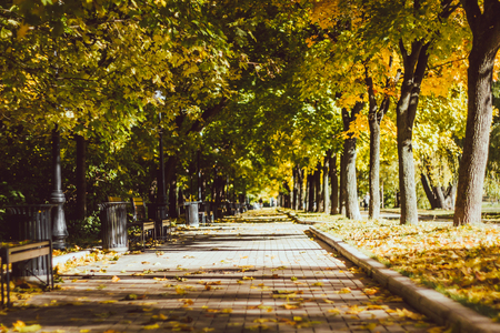 Yellow green alley Beautiful autumn landscape. Indian summer.の写真素材