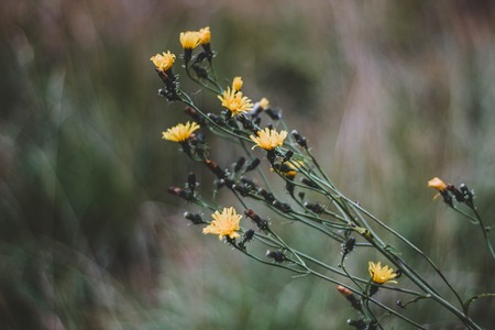 Small shrub yellow flowers in autumn. Close up. Beautiful yellow flowers on a blurred background.