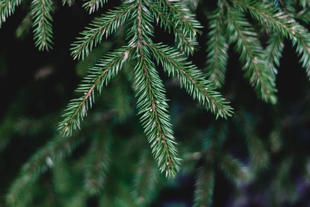Green spruce branch in the forest close-up. Coniferous tree. The branch of a young spruce with needles.の写真素材
