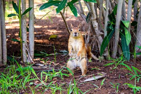 Brown-red squirrel stands in a thicket of greenery on the ground. Close up. Cute squirrel in the thickets of exotic trees.の写真素材