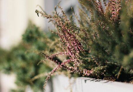 Flowers of pink Heather with green leaves in the city flower bed close-up. Beautiful ornamental greenery and grass.の写真素材
