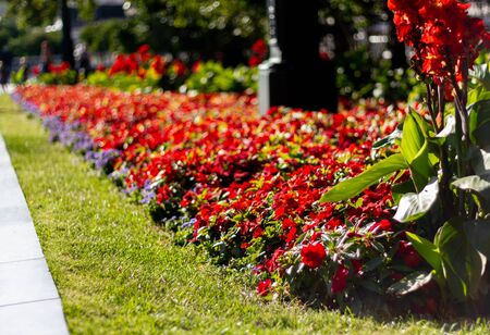 Colorful bright flower bed with red flowers and green lawn on a Sunny day. Beautiful flower bed in the city Park near the sidewalk.の写真素材