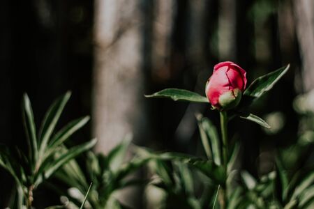 Pink red peony Bud against green grass and fence close-up. Little pink peony flower in the garden.の写真素材