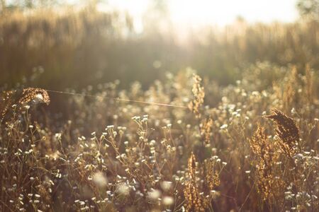 Chamomile pharmacy in the rays of the sunset in the autumn close-up. Web in Romashkovo field in...