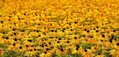 Black-eyed Susan Rudbeckia flowers in the field. Floral colorful background. Beautiful yellow...