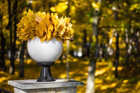 Round white lantern with a bouquet of yellow maple leaves in the autumn Park close-up. Beautiful autumn still life.の写真素材