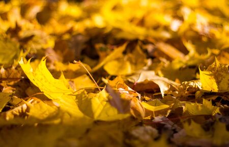 Lots of yellow autumn maple leaves on the ground close up on a Sunny day. leaf fall. Dry leaves...