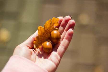 Two brown acorns and an oak yellow leaf in a woman's hand close-up. Acorns in hand in the autumn...